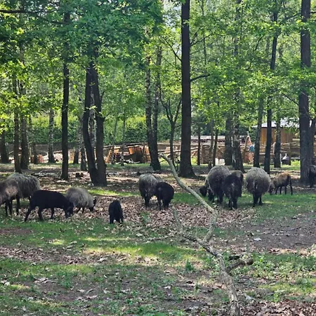 Losiowa Buda Vakantiehuis Mariew
